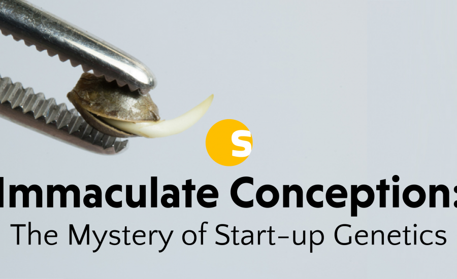 Immaculate Conception: The Mystery of Start-up Genetics