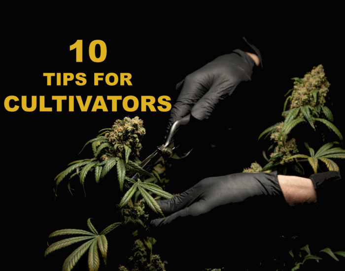 Top 10 Cannabis Compliance Tips for Cultivators