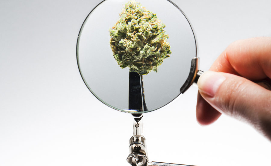 5 Predictions For The Cannabis Industry In 2022