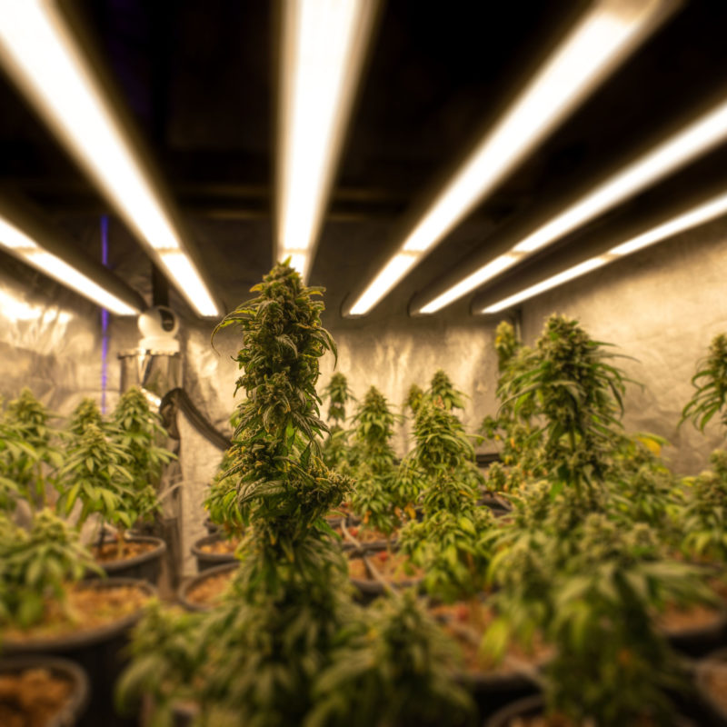 crystalweed-cannabis-blur